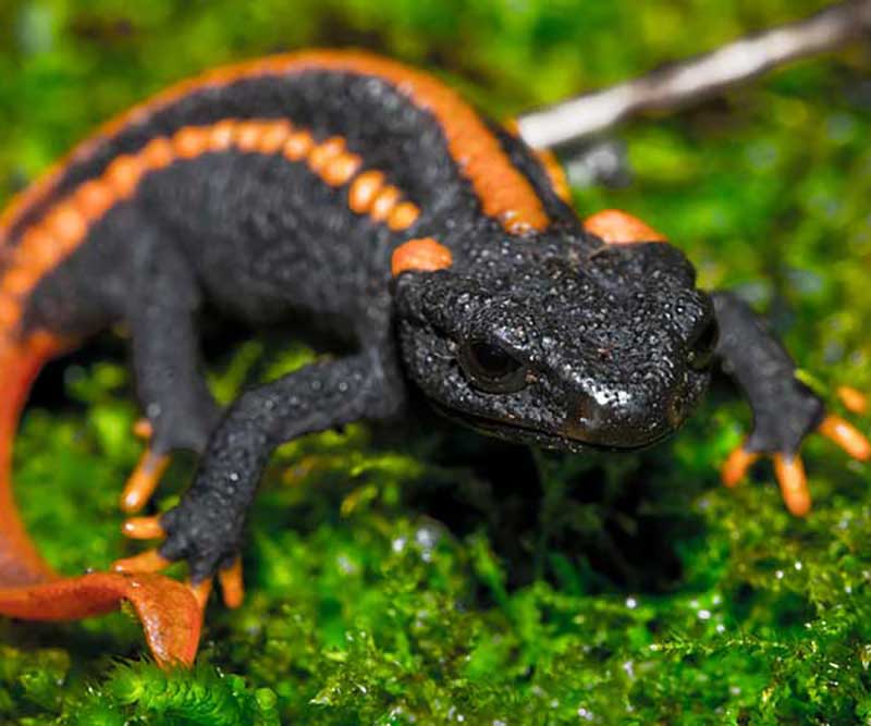 Корм Для Водных Лягушек и Тритонов Tetra (Тетра) ReptoFrog Granules Гранулы 100мл 194816