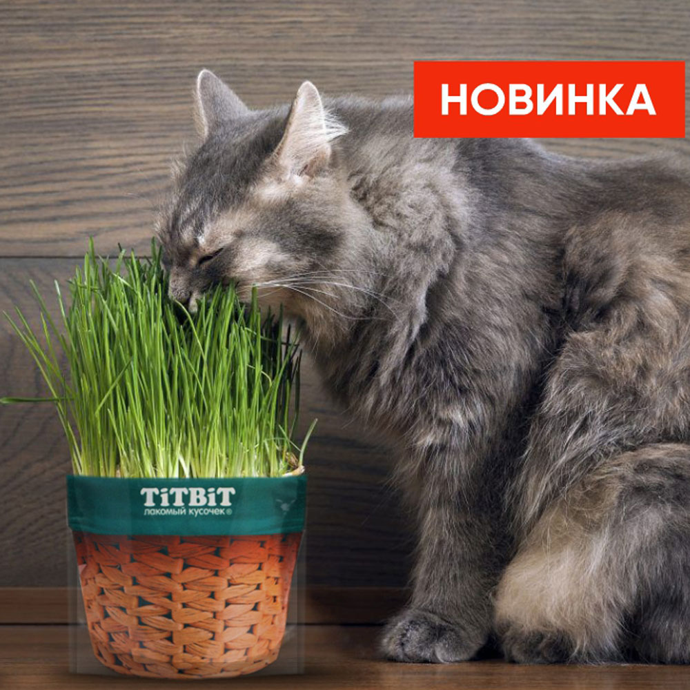 TiTBiT (Титбит) Травка Для Кошек Овес 60г 024751